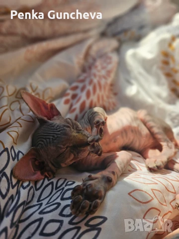 Канадски Сфинкс, снимка 5 - Сфинксове - 51349169