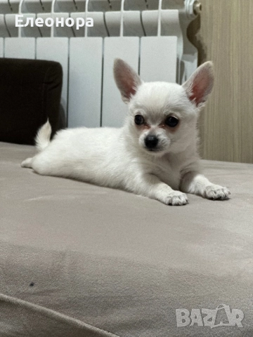 Миниатюрно Чихуахуа Момченце  , снимка 2 - Чихуахуа - 52958115