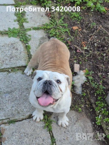 Английски булдог 