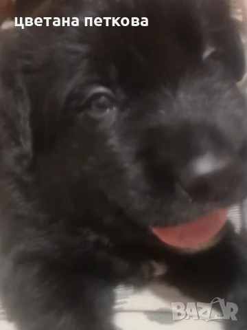 Немска овчарка и голдън ретривър , снимка 5 - Немска овчарка - 51043721