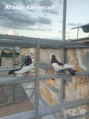 Гълъби високолетачи ПАЗАРДЖИШКИ !, снимка 8 - Гълъби - 30137762