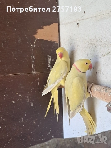 продавам чифт малак александар 2023, снимка 4 - Папагали - 54311607