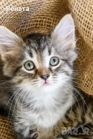 Подарявам котенце