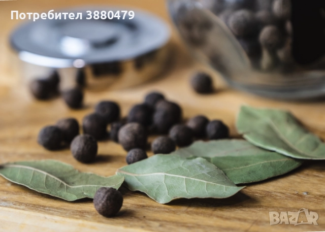 семена от екзотично дафиново дръвче от остров Сицилия, снимка 1