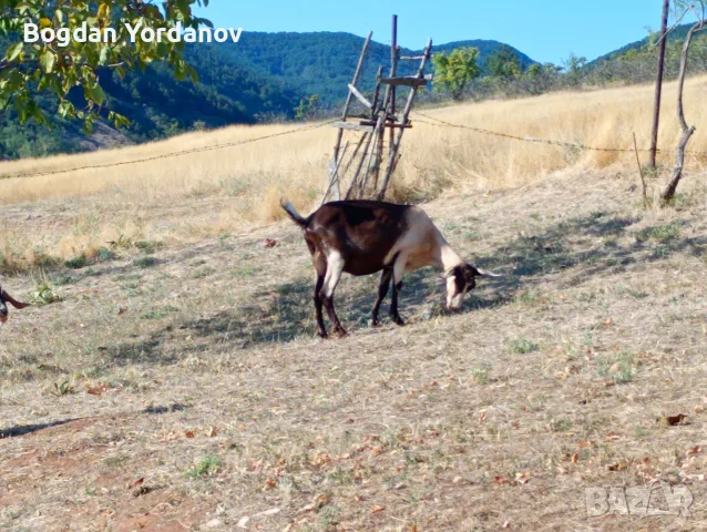 Продавам кози,ярета,овци,шилета и агнета., снимка 2 - Кози - 55778898