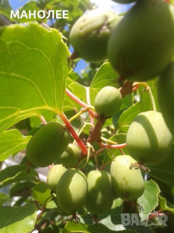 Двуполово  киви