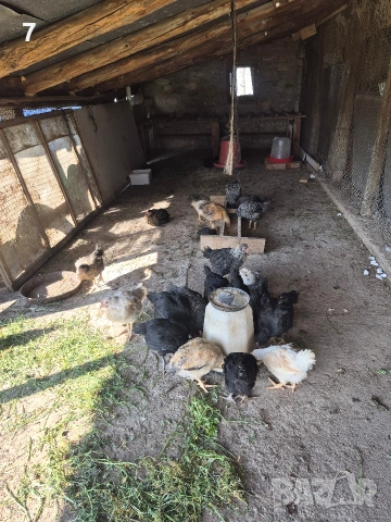 Продавам селски пилета , снимка 5 - Кокошки и пуйки - 54163644