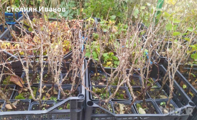 Цариградско грозде (Ribes uva-crispa) - жълто, снимка 7 - Градински цветя и растения - 52354391