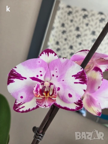 орхидея в самополивна саксия