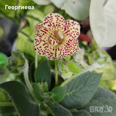 колерия растения , снимка 8 - Стайни растения - 51619779