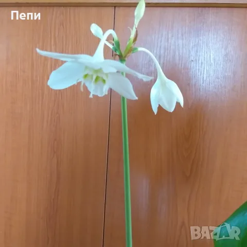 Еухарис - Амазонска лилия, снимка 4 - Стайни растения - 55961037