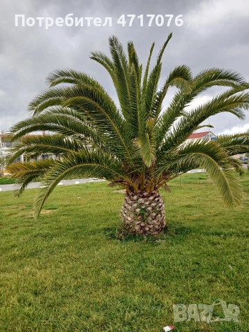 семена от канарска финикова палма , снимка 3 - Сортови семена и луковици - 53201734