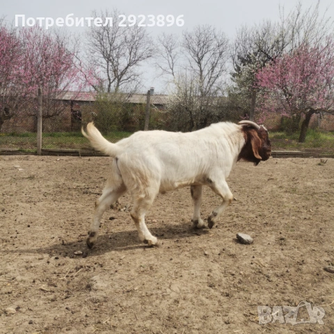 Кози Боер, снимка 3 - Кози - 54207767