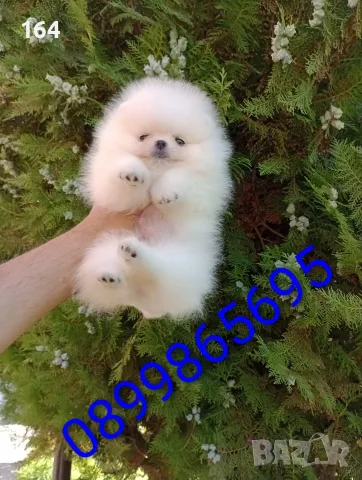 Бял мини мъжки Померан. Реални снимки!!! , снимка 4 - Померан - 55845891
