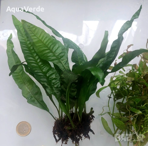 Пакет растения , снимка 5 - Рибки - 53944775