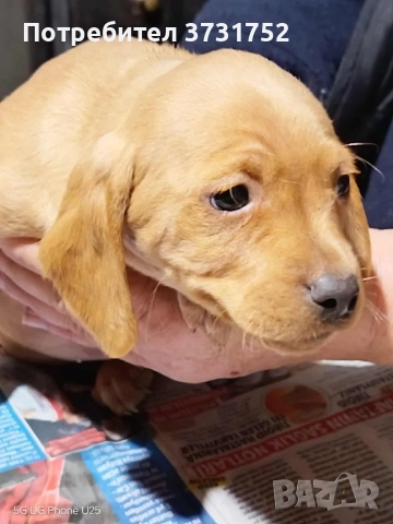 Кучета за трюфели, снимка 2 - Бретон шпаньол - 53282169