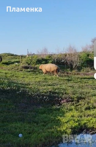 Продавам овен, снимка 2 - Овце - 54179646