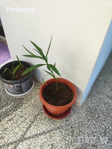 зокуми(олеандър), снимка 8 - Стайни растения - 50961931