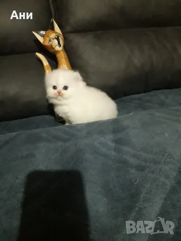 КОТЕНЦЕ МЕЧТА НА МАЛКИ И ГОЛЕМИ, снимка 4 - Чинчили - 56536110