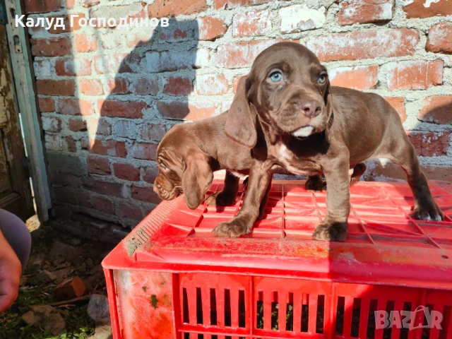 Продавам кученца , снимка 3 - Други - 53374412