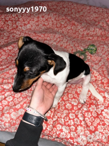 ДЖАК РЪСЕЛ-ЖЕНСКО КОЛЕДНО КУТРЕ 0312251722, снимка 5 - Джак ръсел териер - 52640926