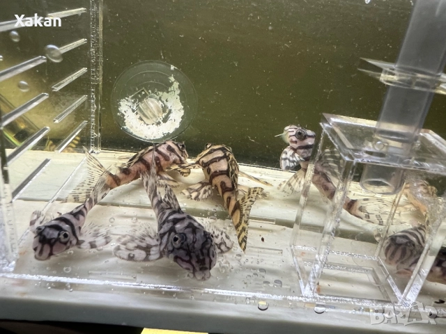 L 236 SW и SY 6.5-7см, снимка 13 - Рибки - 50275511