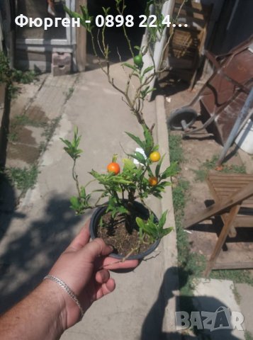 СОЛАНУМ, снимка 10 - Градински цветя и растения - 31592305
