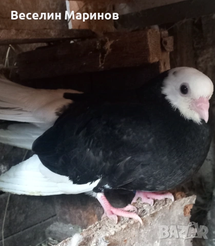 продавам  белослатински гьлаби, снимка 7 - Гълъби - 53881195