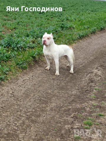 American bully , снимка 5 - Американски стафордширски териер - 54038944