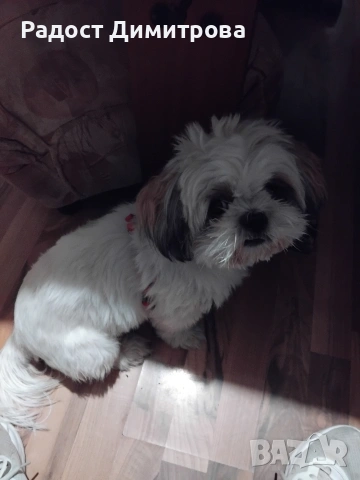 Търсим мъжко ши тцу