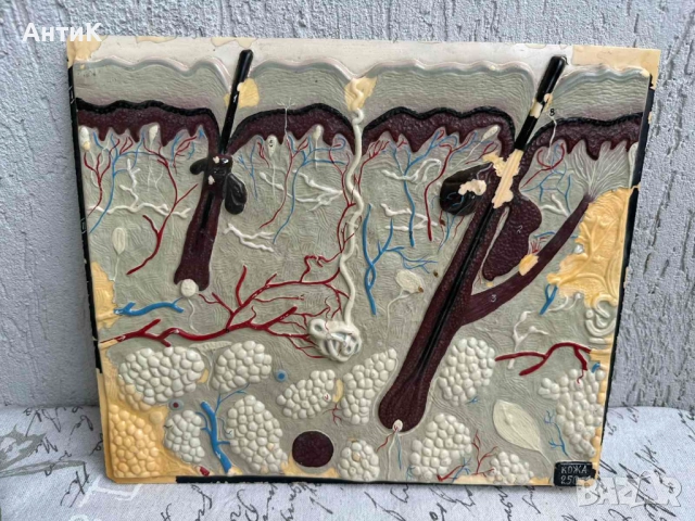 Соц Учебни Модели по Биология, снимка 5 - Антикварни и старинни предмети - 51682463