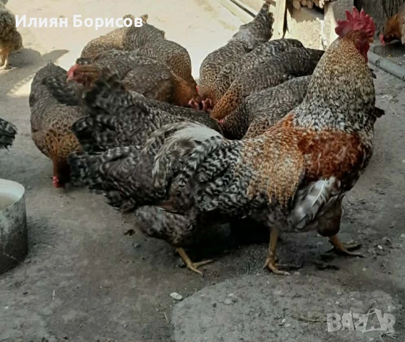 Билефелдер, Амрок и Виендот , снимка 3 - други­ - 53892163