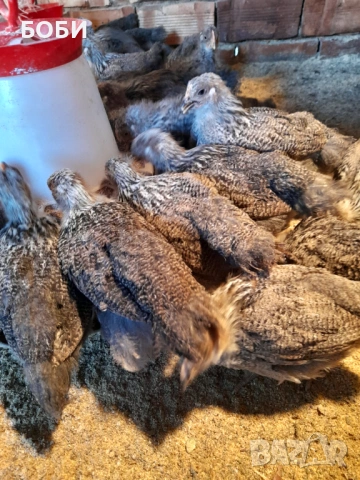 пилета катунски, снимка 5 - Кокошки и пуйки - 53454071