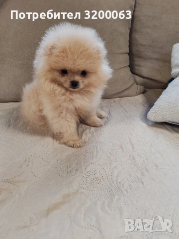 Померан мини мъжки , снимка 14 - Померан - 53726000