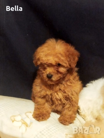 Малтипу , снимка 3 - Пудели - 52968407