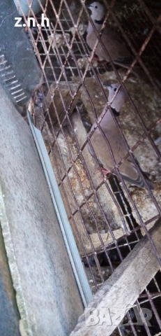  Пеещи гугудки скумрийки, снимка 4 - Патици и гъски - 51812986