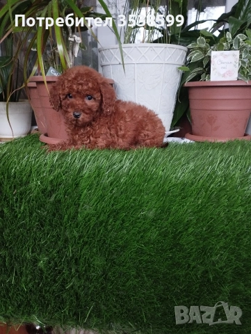 Мини Пуделчета., снимка 3 - Пудели - 52898082