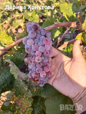 Продавам Червен мискет.