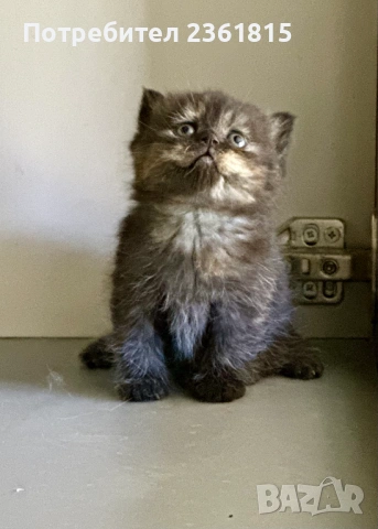 Шоколадово британче, снимка 9 - Британска късокосместа - 54311571