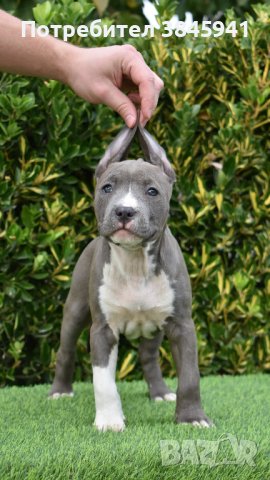 Sini amerikanski stafordshirski terieri, снимка 2 - Американски стафордширски териер - 42249327