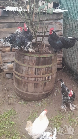 продавам 2 бр.млади декоративни петли, снимка 2 - други­ - 53294655