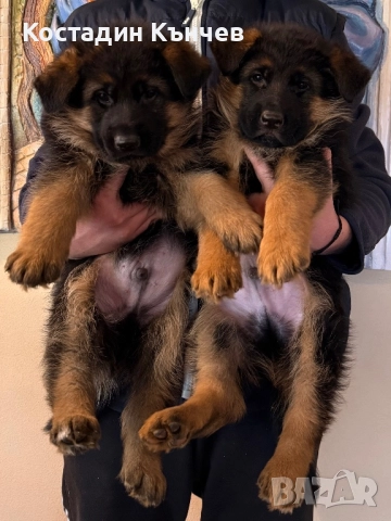 Немска овчарка кученца, снимка 4 - Немска овчарка - 52974378