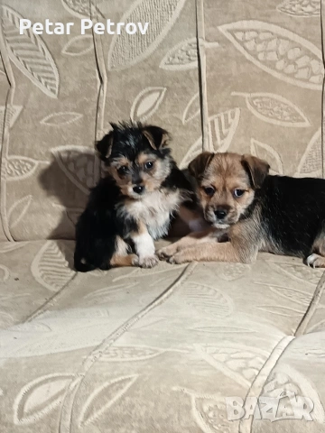 Мини пинчер чихуахуа, снимка 11 - Чихуахуа - 52816462