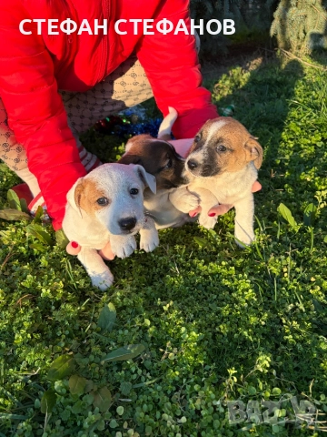 Джак Ръсел , снимка 7 - Джак ръсел териер - 52917744