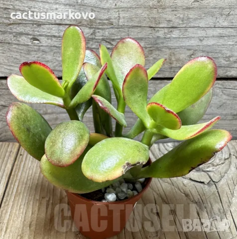 Crassula ovata ‘Hummel’s Sunset’, снимка 2 - Стайни растения - 48124834