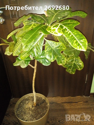 Традесканция рео,кливия,исусов венец, кротон, сансивиера,хибискус , снимка 17 - Стайни растения - 42021101