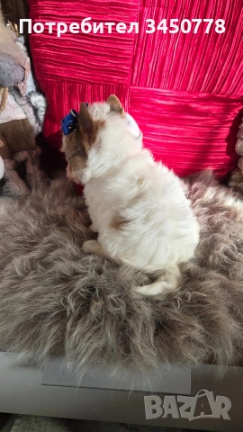 ексклузивен бял йоркшир, снимка 4 - Йоркширски териер - 52910687