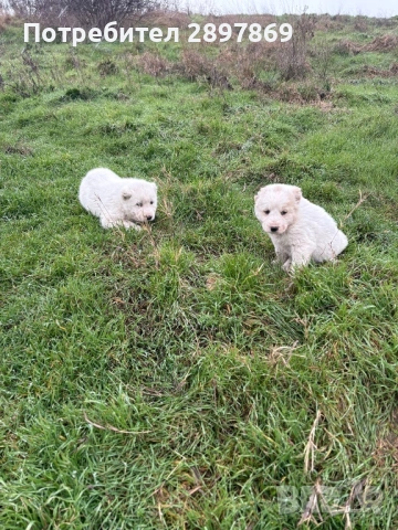 Алабай кученца, снимка 2 - Алабай - 53344647