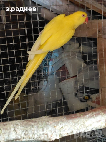 Женски малък александър на 3г