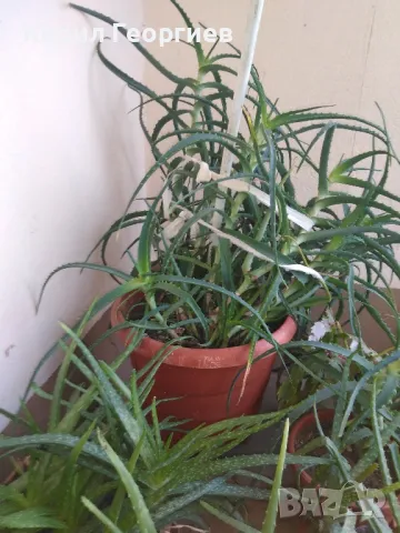 Алое вера , снимка 3 - Стайни растения - 32837574